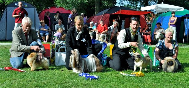 Shih Tzu Danmark Grenaa
